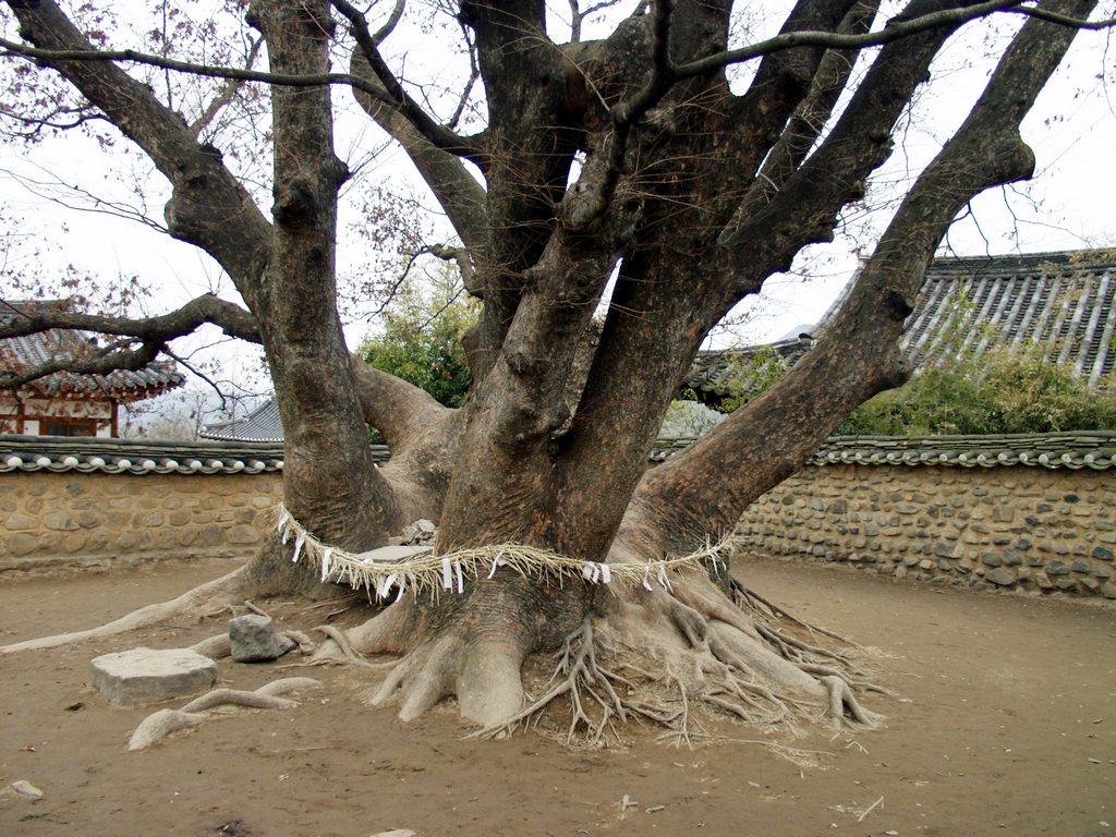 하회마을 중심에 자리한 삼신당 당나무